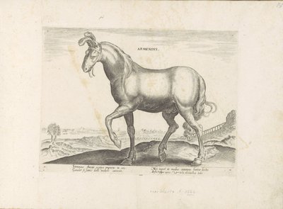 Paard uit Armenië Armenius (otsikko esineessä) Paardenrassen uit de Koninklijke stallen van Don Juan van Oostenrijk (sarjan nimi) Hevonen, jossa kaikenlaisia ​​aatelisia: eri puolilta maailmaa erottuneiden hevosten käyttäytyminen valittu (...) (sarjan nimi tekijältä Anonymous
