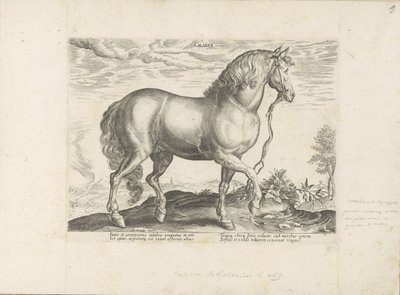 Paard uit Calabria Calabar (otsikko esineessä) Paardenrassen uit de Koninklijke stallen van Don Juan van Oostenrijk (sarjan nimi) Hevonen, jossa kaikenlaisia ​​aatelisia: eri puolilta maailmaa erottuneiden hevosten käyttäytyminen valittu (...) (sarjan nimi tekijältä Anonymous