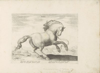 Paard uit Danemarken tanska (otsikko esineessä) Paardenrassen uit de Koninklijke stallen van Don Juan van Oostenrijk (sarjan nimi) Hevonen, jossa kaikenlaisia ​​aatelisia: eri puolilta maailmaa erottuneiden hevosten käyttäytyminen valittu (...) (sarjan nim tekijältä Anonymous