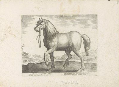 Paard uit Gulik (Juliacus) Julia (otsikko esineessä) Paardenrassen uit de Koninklijke stallen van Don Juan van Oostenrijk (sarjan nimi) Hevonen, jossa kaikenlaisia ​​aatelisia: valittu eri puolilta maailmaa, joka erottuu hevosten käyttäytymisestä (...) (sa tekijältä Anonymous