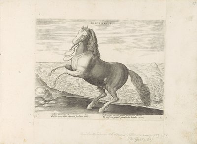 Paard uit Napels napolilainen (otsikko esineessä) Paardenrassen uit de Koninklijke stallen van Don Juan van Oostenrijk (sarjan nimi) Hevonen, jossa kaikenlaisia ​​aatelisia: eri puolilta maailmaa erottuneiden hevosten käyttäytyminen valittu (...) (sarjan n tekijältä Anonymous