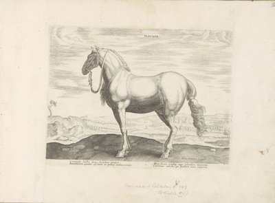 Paard uit Noord-Italia Insuber (otsikko esineessä) Paardenrassen uit de Koninklijke stallen van Don Juan van Oostenrijk (sarjan nimi) Hevonen, jossa kaikenlaisia ​​aatelisia: eri puolilta maailmaa erottuneiden hevosten käyttäytymistä valittu (...) (sarjan  tekijältä Anonymous