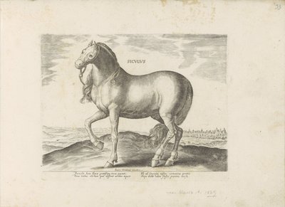 Paard van Sicilie Siculus (otsikko esineessä) Paardenrassen uit de Koninklijke stallen van Don Juan van Oostenrijk (sarjan nimi) Hevonen, jossa kaikenlaisia ​​aatelisia: eri puolilta maailmaa erottuneiden hevosten käyttäytyminen valittu (...) (sarjan nimi  tekijältä Anonymous