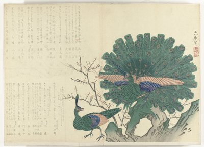 riikinkukkoja Albumi Shijo-surimono kaudelta 1840-1900 (sarjan nimi) tekijältä Anonymous
