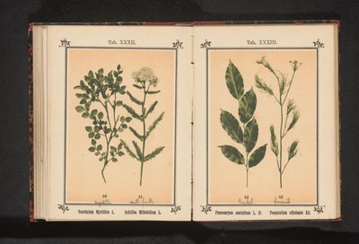 Punainen santelipuu ja fenkoliyrtti Pterocarpus santalinus L. fil. Foeniculum officinale Al.. (otsikko esineessä) tekijältä Anonymous
