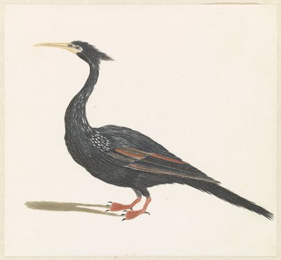 Snakeneck Vogel tekijältä Anonymous