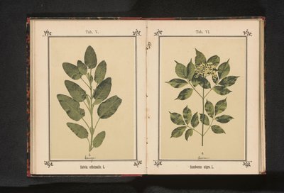 Oikean viisaan oksa Salvia officinalis. L. (otsikko esineessä) tekijältä Anonymous