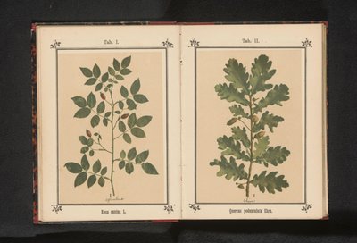 Koiran ruusun oksa Rosa canina (otsikko esineessä) tekijältä Anonymous