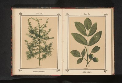 Katajan oksa Juniperus communis L. (otsikko esineessä) tekijältä Anonymous