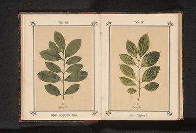 Neilikkapuun oksa Eugenia caryophyllata Thunb. (otsikko esineessä) tekijältä Anonymous