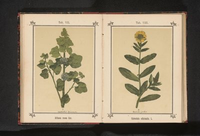 Hollyhockin oksa Althaea rosea Cav. (otsikko esineessä) tekijältä Anonymous