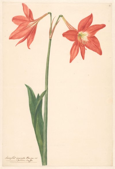 Kiitos van root amaryllis tekijältä Anonymous