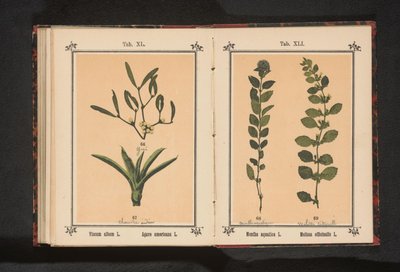 Aigua de menta i bàlsam de llimona Mentha aquatica L. Melissa officinalis L. (títol sobre objecte)finès tekijältä Anonymous
