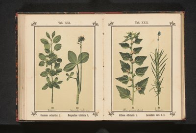 Wedgedoorn ja vesikuivuvat lehdet Rhamnus cathartica L. Menyanthes trifoliata L. (otsikko esineessä) tekijältä Anonymous