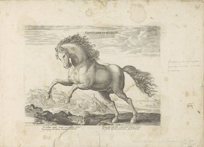 Villi hevonen Equus Liber et Incopositus (otsikko esineessä) Hevonen, jossa kaikenlaisia ​​aatelisia: eri puolilta maailmaa erottuneiden hevosten käyttäytyminen valittu (...) (sarjan nimi esineellä) tekijältä Anonymous