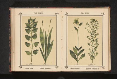 Valkoinen kuollut nokkonen ja kapea jauhobanaani Lamium album L. Plantago lanceolata L. (otsikko esineessä) tekijältä Anonymous