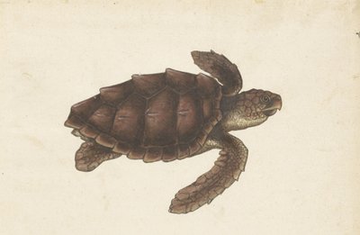 Zeeschildpad Tortugas - Eretmochelys imbricata / Hawksbill Turtle / karetschildpad (otsikko esineessä) Lombard-albumi (sarjan nimi) tekijältä Anonymous