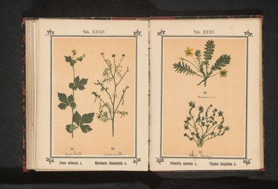 Silverweed ja vähän timjamia Potentilla anserina L. Thymus Serpyllum L. (otsikko esineessä) tekijältä Anonymous