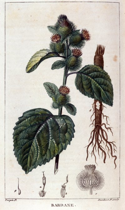 Kasvitieteellinen lauta: takiainen (arctium). 1800-luvun värikaiverrus. tekijältä Anonymous Anonymous