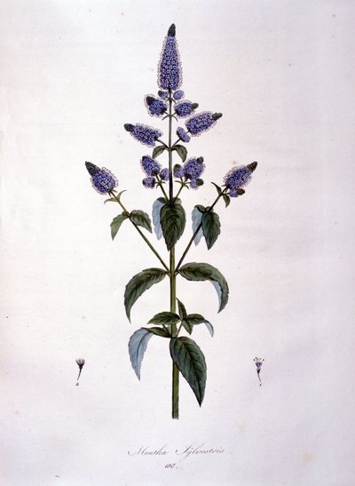 Kasvitieteellinen lauta: villiminttu (mentha sylvestris). 1800-luvun kaiverrus. tekijältä Anonymous Anonymous