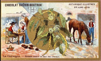 La Chestaigne: korjaa hevosten yskää. Kaiverrus (kromo). Mainoskromolitografia Guerin-Boutron-suklaatille, 1800-luvun loppu. Illustree kasvitieteellinen sarja. tekijältä Anonymous Anonymous
