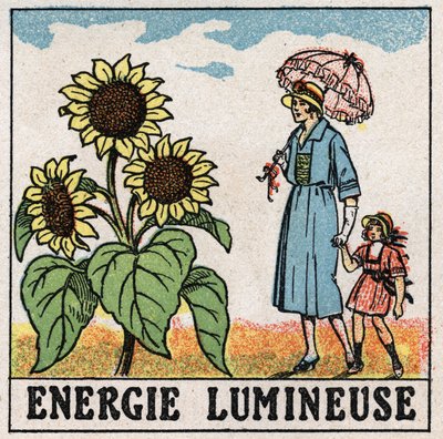Valoenergia: auringonvalo vaikuttaa auringonkukkaan. Anonyymi kuvitus vuodelta 1925. Yksityiskokoelma. tekijältä Anonymous Anonymous