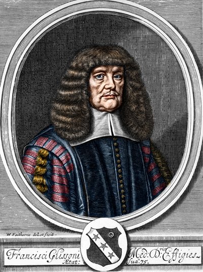Francis Glissonin (1599-1677) muotokuva brittiläisestä lääkäristä, anatomista. tekijältä Anonymous Anonymous