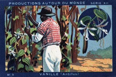 Tuotanto ympäri maailmaa: Vanilja Länsi-Intiassa. Kromolitografia vuodelta 1933 "" Joseph-Milliat Albumissa"" tekijältä Anonymous Anonymous