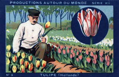 Tuotanto ympäri maailmaa: tulppaani Hollannissa. Kromolitografia vuodelta 1933 "" Joseph-Milliat Albumissa"" tekijältä Anonymous Anonymous