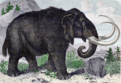 Mammutin esitys. Uusittu Pietarin akatemian jäsenen Adamsin löytöjen jälkeen. Kaiverrus vuodelta 1867. . tekijältä Anonymous Anonymous