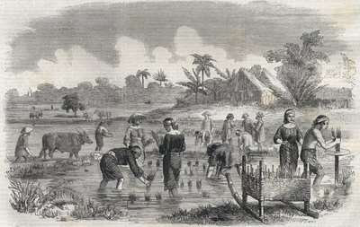 Riisin viljely Manilassa (Manilla) Filippiineillä vuonna 1864. (Riisin istutus Manillassa) Anonyymi kaiverrus. Yksityinen kokoelma. tekijältä Anonymous Anonymous