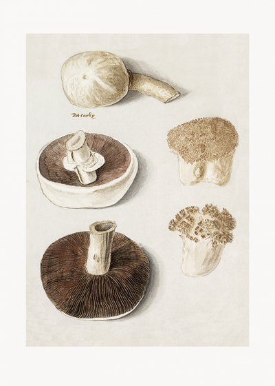 Tavallinen niittosieni (Agaricus campestris), pystyssä tekijältä Anselmus Boëtius de Boodt