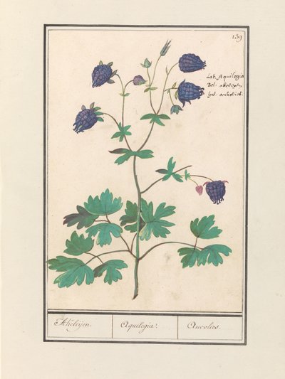 Akelei (Aquilegia) Akeleijen. / Aquilegia. / Aucoled (otsikko esineessä) tekijältä Anselmus Boëtius de Boodt