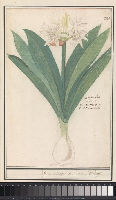 Amaryllis (Hippeastrum) heromocallis Valentina / iiris Portugalista (otsikko esineessä) tekijältä Anselmus Boëtius de Boodt