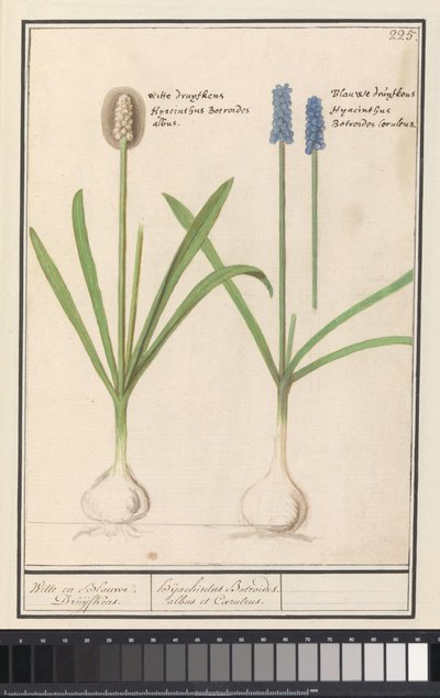 Rypälehyasintit (Muscari botryoides) Valkoinen ja sininen Druijfkens. / Dhijachintus Botroides. albus et coeruleus (otsikko esineessä) tekijältä Anselmus Boëtius de Boodt