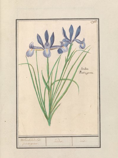 Blue Iris (Iris sibirica) Makean tuoksuinen orris. Portugalin kieli. / iirikset. / iiris. (otsikko esineessä) tekijältä Anselmus Boëtius de Boodt
