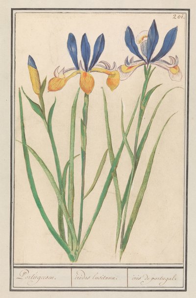 Blauwgele lis (Siperian iiris) Portugalin kieli / Lusitanialaiset sateenkaaret / iiris portugalista (otsikko esineessä) tekijältä Anselmus Boëtius de Boodt