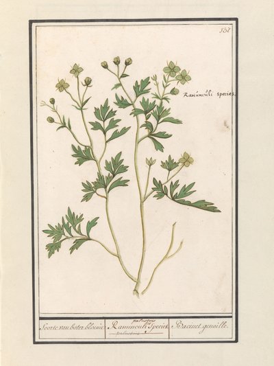 Leinikki (Ranunculus) Buttercup / Ranunculi palustris lajit. / Bacinet genoille. (otsikko esineessä) tekijältä Anselmus Boëtius de Boodt