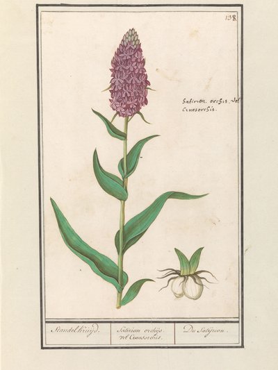 Leveä orkis (Dactylorhiza majalis) Standelcruijd. / Satirion orkideat tai Cynosorchis. / Satijrion. (otsikko esineessä) tekijältä Anselmus Boëtius de Boodt