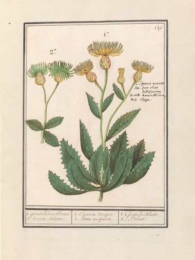 Kentauri (Centaurea) 1. iso ruiskukka. 2. Ruiskukka. / 1. Cijanus Major / 2. ditto vulgaris. / 1. Grande bluet. / 2. Bluet. (otsikko esineessä) tekijältä Anselmus Boëtius de Boodt
