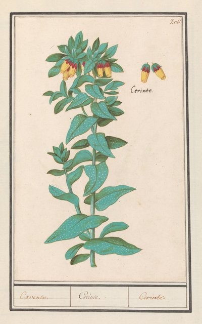 Cerinthe (Cerinthe major) Vaatimukset. / Vaatimukset. / Vaatimukset. (otsikko esineessä) tekijältä Anselmus Boëtius de Boodt
