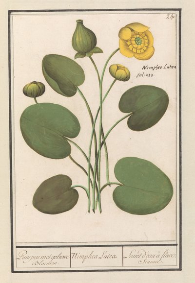Keltainen levyke (Nuphar lutea) Pumput keltaisilla kukilla. / Nimphea Lutea. / Lunet d