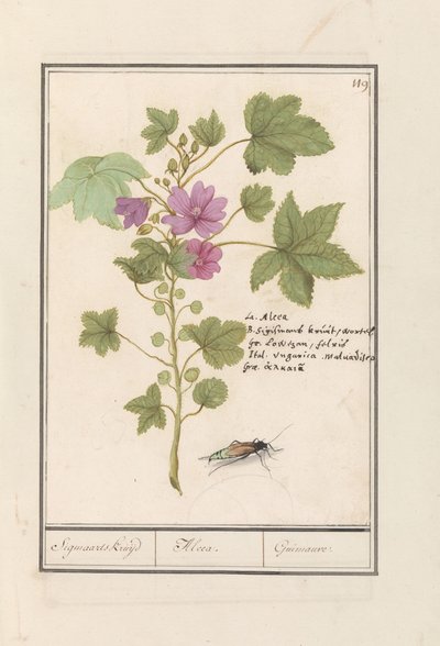 Iso malva (Malva sylvestris) Sigmaardin yrtti / Alcea. / Guimauvre. (otsikko esineessä) tekijältä Anselmus Boëtius de Boodt
