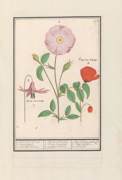 Koiran hammas (Erythronium), villiruusu (Rosa) ja unikko (Poppy) 1. Vain Bosch ruusu. 2. koirateline. 3. Kankel Bloeme. / 1. Rosa Silvestris. 2. Dens Canisus 3. Poppy Rheas. / 1. Rose de bois gratte cul 2. Dent de Chien. 3. Pavot. (otsikko esineessä) tekijältä Anselmus Boëtius de Boodt