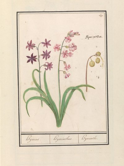 Hyasintti (Hyacinthus orientalis) Hijacin / Hyasintti / Hyasintti (otsikko esineessä) tekijältä Anselmus Boëtius de Boodt