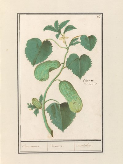 Komkommer (Cucumber sativa) Komkommer. / Kurkku. / Cornichon. (otsikko esineessä) tekijältä Anselmus Boëtius de Boodt