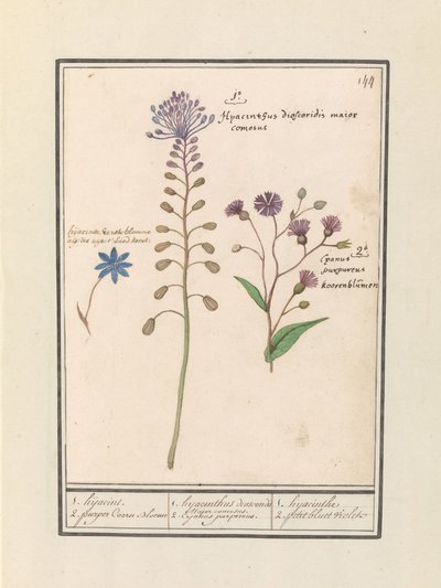Kuifhyacint (Muscari comosum) en korenbloem (Centaurie) 1. Kaappaus 2. violetti Coorn Bloeme / 1. hyasinttidioskoridit. Komea pormestari. 2. Cajanus violetti. / 1. hyasintti 2. petit bluet violet (otsikko esineessä) tekijältä Anselmus Boëtius de Boodt