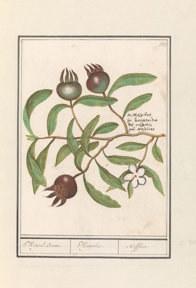 Mispeli (Mespilus germanica) Mispeli puu. / Mespilus. / Nefflier (otsikko esineessä) tekijältä Anselmus Boëtius de Boodt