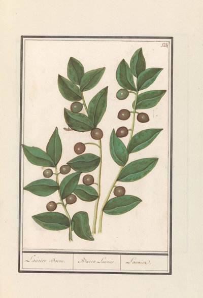 Oliivi (Olea europaea) Laurel puu. / Bacca Laurus. / Laurel (otsikko esineessä) tekijältä Anselmus Boëtius de Boodt