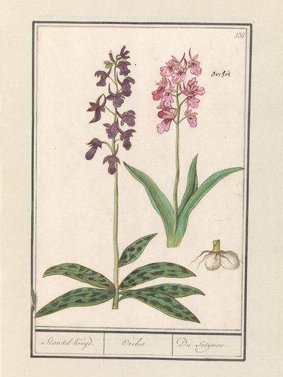 Orkideat (Orchidaceae) Standelin risteily. / Orchis. / Satijrion. (otsikko esineessä) tekijältä Anselmus Boëtius de Boodt